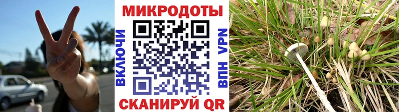 купить   Санкт-Петербург  Галлюциногенные грибы Cubensis 